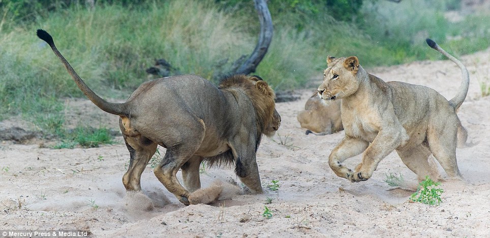 The fight becomes serious. While the mother has to defend her cubs, the male of the pride also has to maintain his dominance, making these sorts of fights dangerous, and sometimes lethal