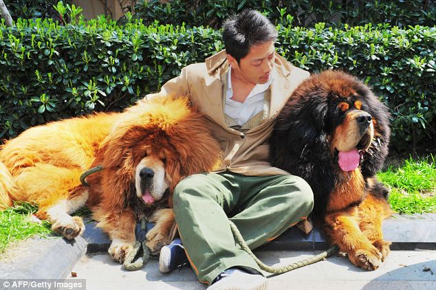 Luxurious: Enormous and sometimes ferocious, with manes giving them a resemblance to lions, Tibetan mastiffs, which were originally bred to protect temples, have become a status symbol among China