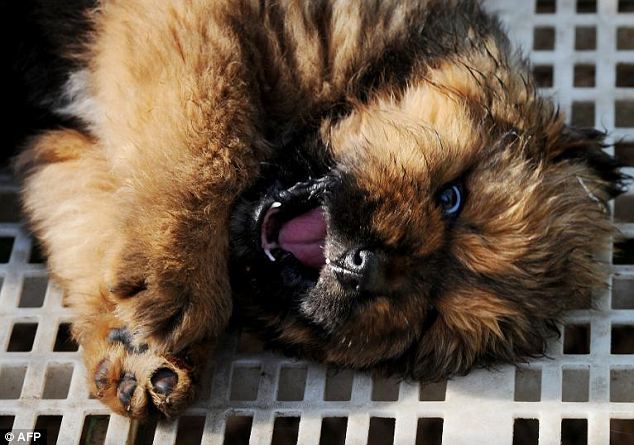Cute: A Tibetan mastiff pup. A breed not recommended for novice dog owners, they are intelligent yet stubborn to a fault and require strict obedience training and an understanding of canine psychology