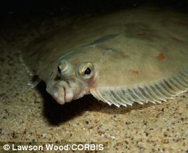 Plaice have both eyes on one side of their head