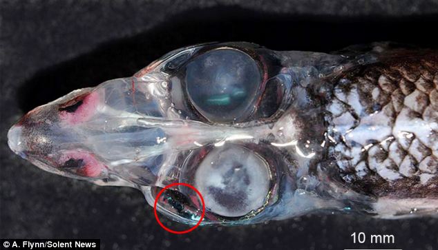 The glasshead barreleye fish (rhynchohyalus natalensis) has four eyes with 360° vision. It is thought that the peculiar creature has evolved with extra eyes (one is circled) so that it can detect prey, predators and mates from every angle
