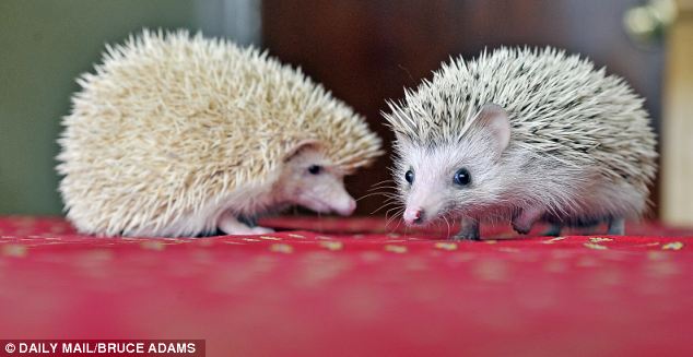 Last week, it was reported that the African Pygmy Hedgehog Registry had seen a five per cent rise in membership in the past six months