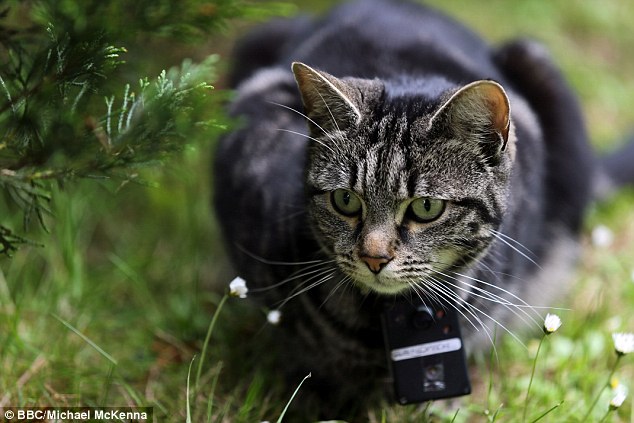 In a television programme set to air on BBC Two at 9pm, cat behaviour experts examine how domestic cats are better hunters than lions and tigers. Here, Sandwich - one of the cats tagged with a GPS tracker - is pictured hunting. Sandwich has the unusual method of mimicking birdsong to tempt them down from the trees