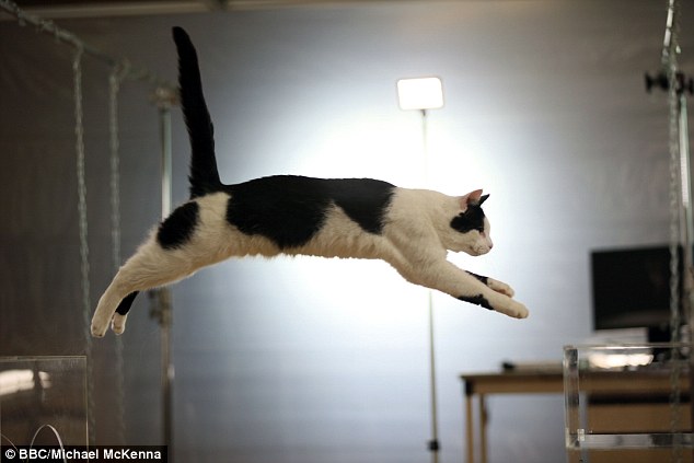 One expert said that pound-for-pound, domestic cats are just as powerful as big cats - if not more so - and thanks to their flexibility they are in some ways better athletes. Rob the cat is pictured
