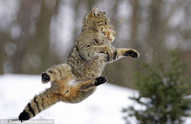 Domestic cats can jump almost five times their height and are incredibly flexible. This action has recently been captured on X-ray. Here, a European wildcat snatches a bird in mid-air with its mouth