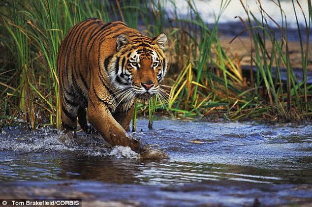 Experts at the Royal Veterinary College placed sensors on a pet cat’s joints and analysed the pressure exerted by its paws with a special floor pad, to reveal that cats rarely straighten their legs when prowling - just like a tiger (pictured). One cat specialist said their hunting methods were 