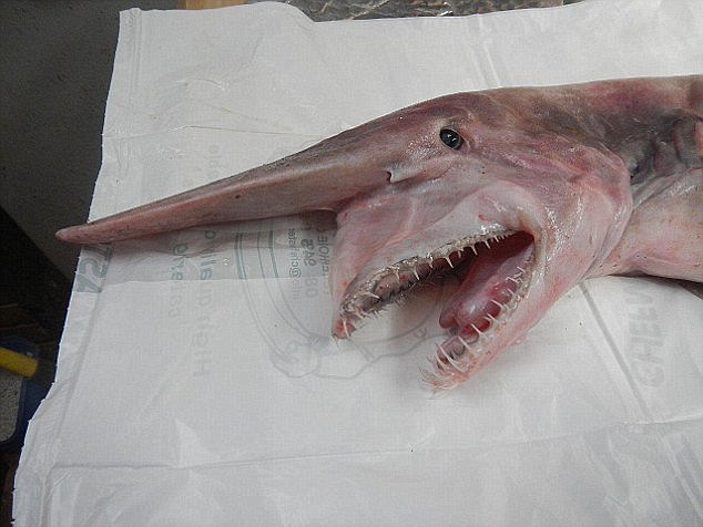 Another extremely rare shark species, the goblin shark, was  caught last year off the coast of New South Wales 