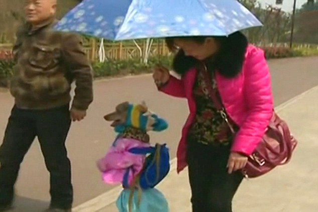 Mr Tai said the poodle was his best trained animal and can walk for about two kilometres