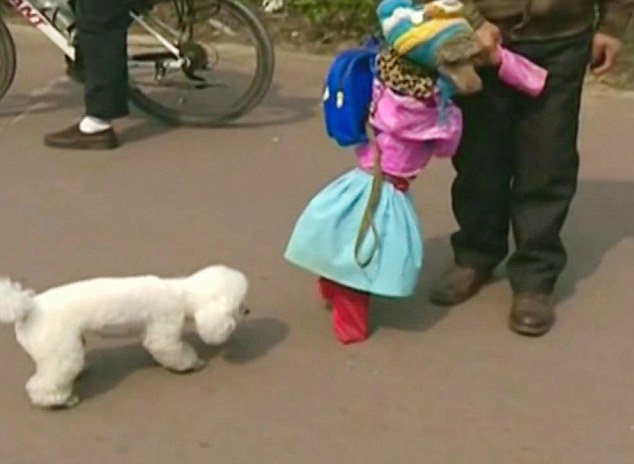 Creepy or cute? This poodle is the poodle that has been taught by its owner to walk on its hind legs and wear girls clothes