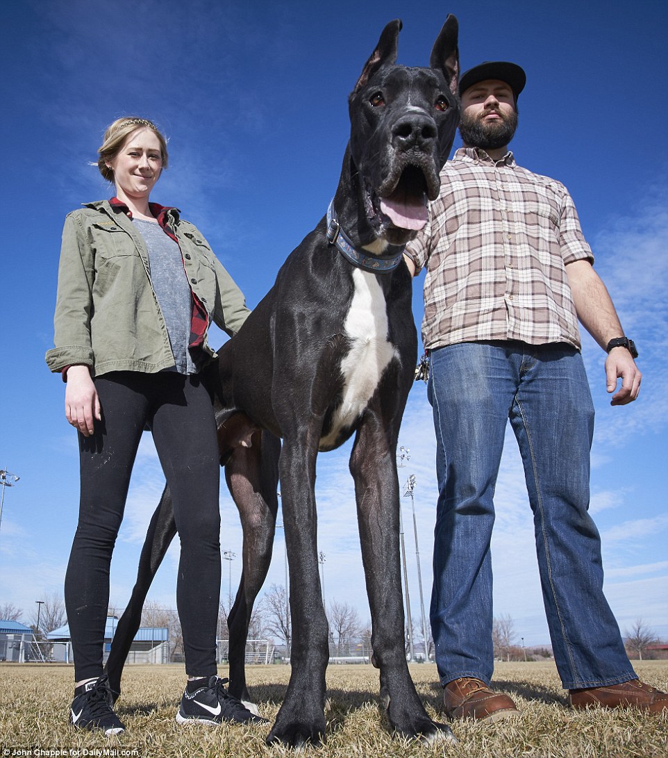 Vying for title: Zeus, the Great Dane, was last title holder for the Guinness World Records  world