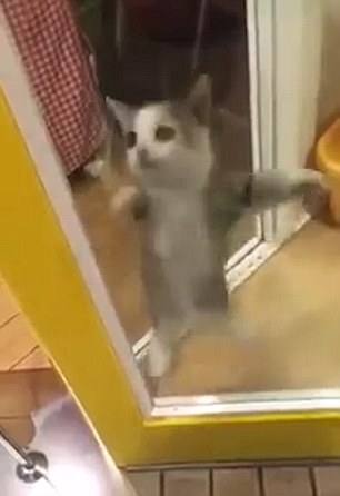 Standing on his hind legs against a glass door, the tiny cat is overjoyed that his favourite person has made it back after hours away