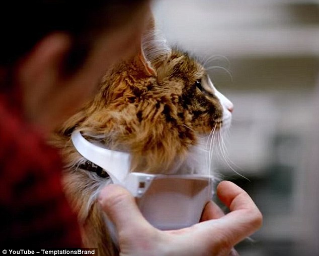 A talking cat collar developed by Mars
