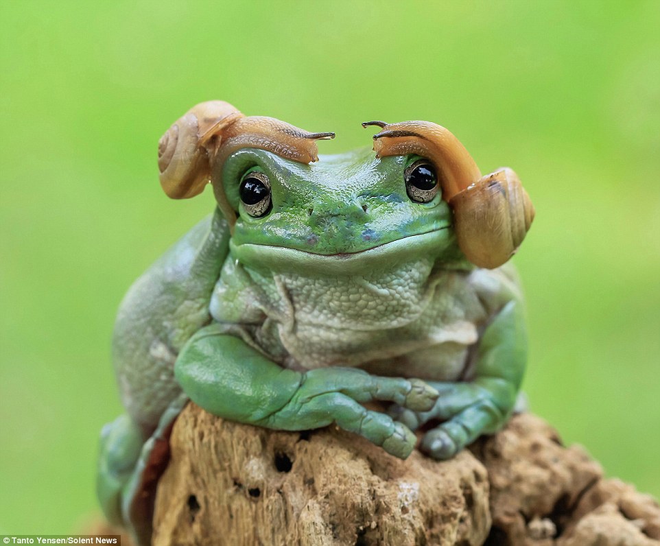 His frog, a species native to Australia and New Guinea, does appear to be remarkably tolerant of his two slimy head guests 