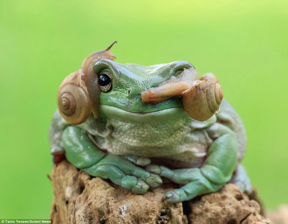 Shot outdoors in Jakarta, the enchanting dumpy tree frog remained stock still as the pair of snails slithered around its head and shoulders - not even blinking an eyelid when they slid over his eyeball