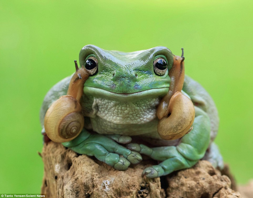 Resembling the hairdo of the iconic Star Wars heroine, Mr Yensen said the snails appeared to want to 