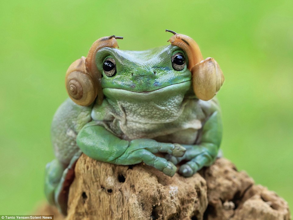 Captured by Indonesian photographer Tanto Yensen, 36, this remarkably laid-back amphibian found itself having a Princess Leia moment when two snails slithered up opposite sides of its head
