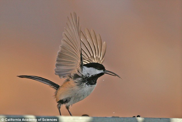 This year, scientists uncovered a fascinating new clue in the global mystery surrounding wild birds with grossly deformed beaks. A virus, named Poecivirus after the black-capped chickadee is to blame