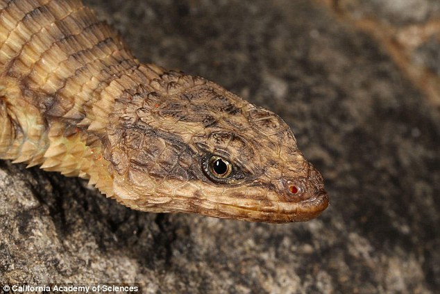 An armoured lizard of Angola was discovered this year. So far, little is known about armoured lizards, but the researchers are hopeful that the new species will help answer some questions