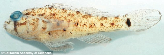 A total of 24 new fish species were discovered this year, including camouflaging gobies (pictured) and lanternsharks of the Indian Ocean