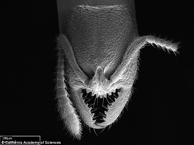 An elongated jaw with two large pincers  allows the Dracula ants to grasp prey mostly comprised of centipedes, but also beetle larvae