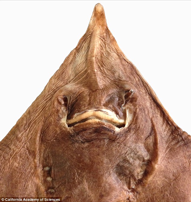 A  Pacific skate fish (pictured) was discovered in the Pacific and a new rainforest beetle in Madagascar - a hugely diverse group of insects, both with wings and without, that feast on other insects