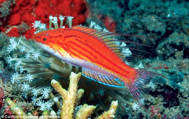 A new species of flasherwrasse was discovered in Indonesia. Researchers have named the new species 
