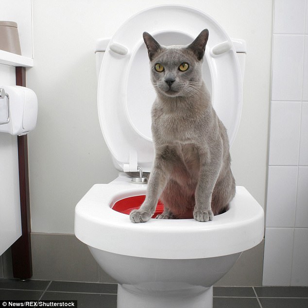 The process involves placing a litter-filled insert on top of your toilet seat (pictured red). Then, when your cat has got used to using the tray, the size of the insert is reduced