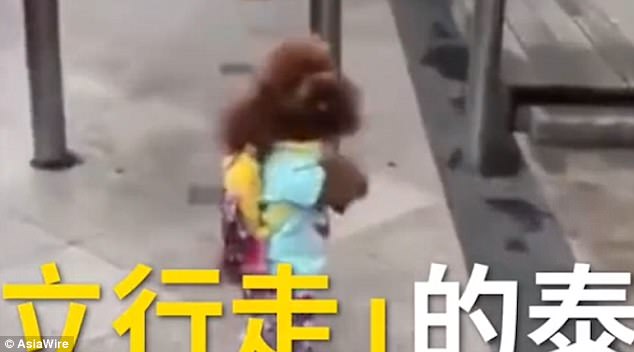 At one point, the animal can be seen wearing a backpack as it walks on its hind legs in China