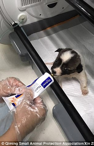 A vet is pictured cleaning the puppy