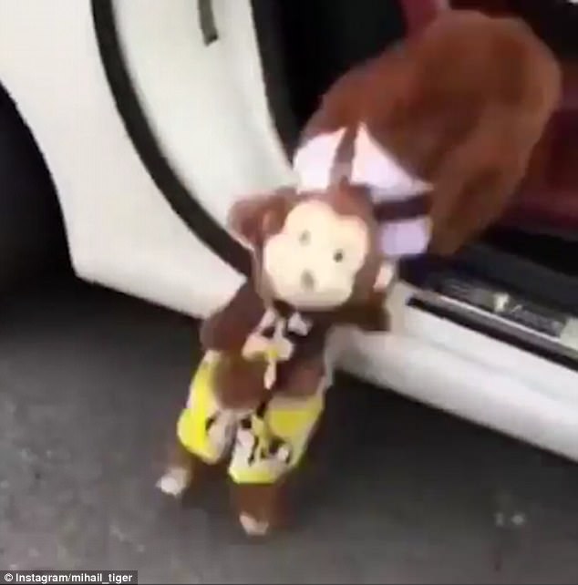 The pooch can be seen wearing yellow trousers and a top while carrying a backpack as she jumps into the front seat of a car