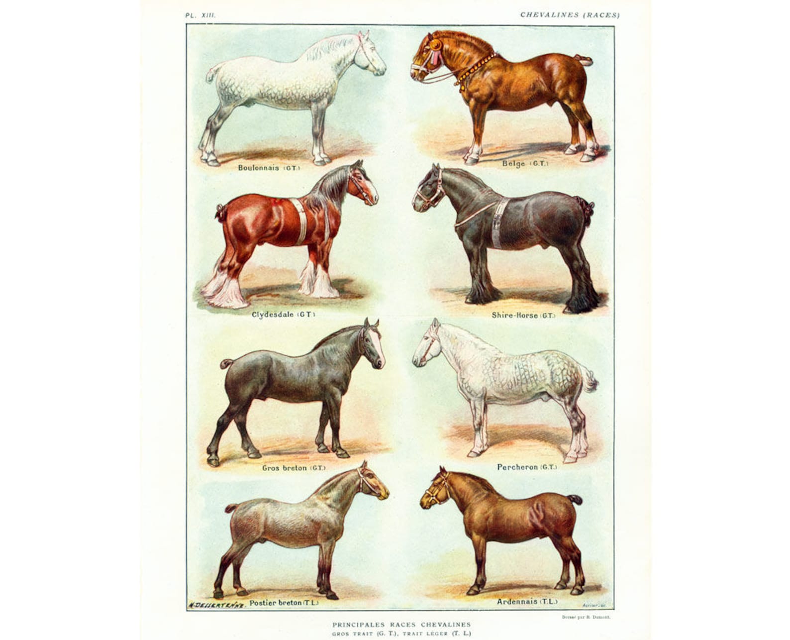 Какие названия у лошадей. Селекция лошадей. Название лошадей. Породы лошадей с названиями. Лошади масти и породы.