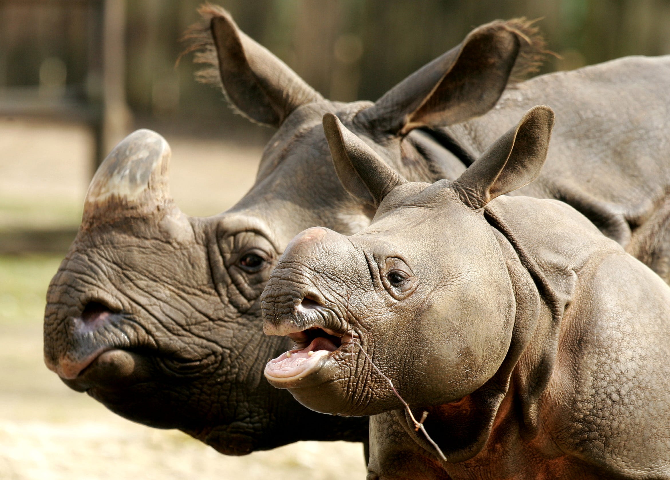 Какие животные вредные. Смешные животные. Интересные животные. Носорог смешной. Смешное животное.