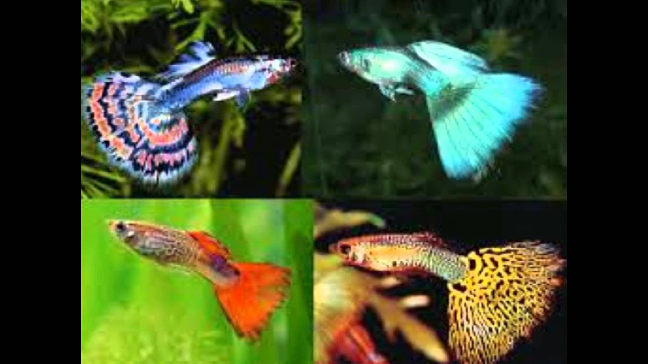 Аквариумные рыбки самки и самцы. Гуппи Эндлера самец. Гуппи Эндлера. Гуппи аквариумные рыбки самец. Гуппи Эндлера самка.