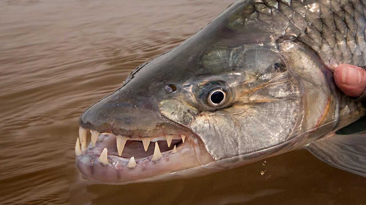 Речная пасть. Большая тигровая рыба Hydrocynus Goliath. Река Амазонка рыба Пиранья.