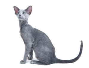 Most Fabulous Gray Cat Breeds And Their Characteristics 4
