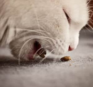 image of a kitty eating kibble
