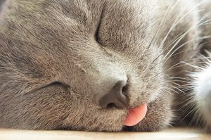 image of a grey feline sleeping with her tongue out