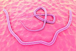 image of a roundworm