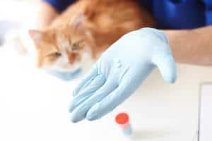 image of a veterinarian with cat and pills