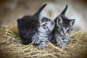 How Do Cats Mate? When Is Their Breeding Season? 5