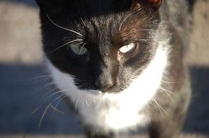 black and white cat in closeup