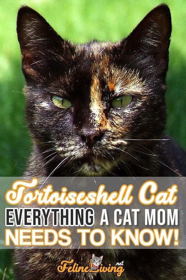 Poster of Tortoiseshell cat with the inscription 