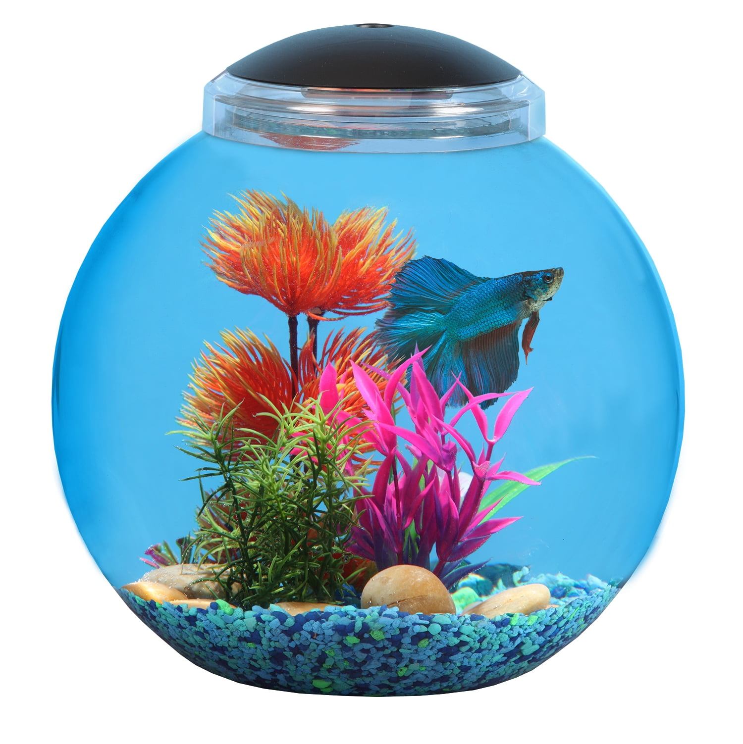 Аквариум ч рыбками. Аквариум Box Betta 1.3. Betta Fish Tank. Круглый аквариум. Круглый аквариум с рыбками.