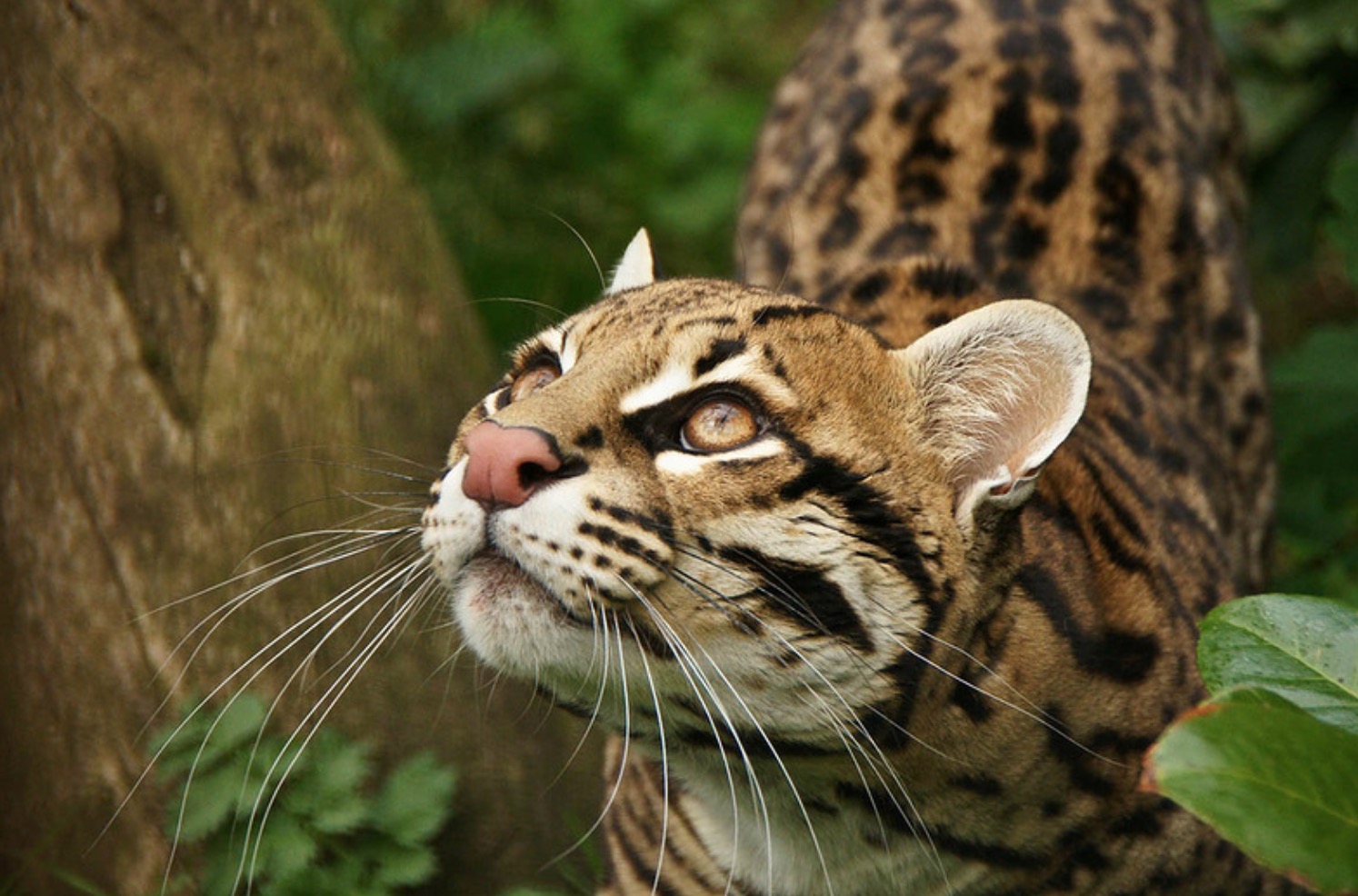15-Leopardus guigna.JPEG