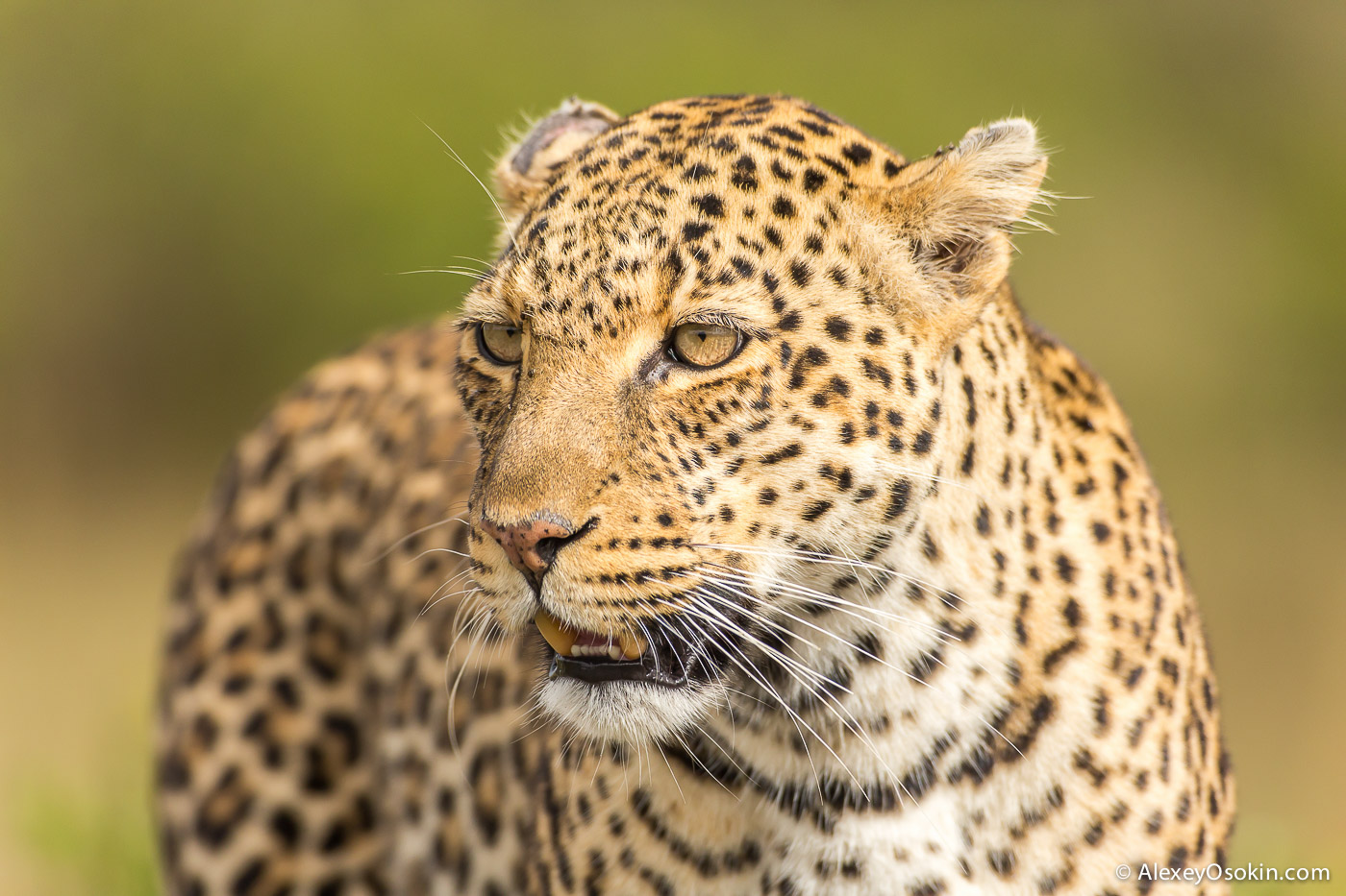 39-leopard.jpg