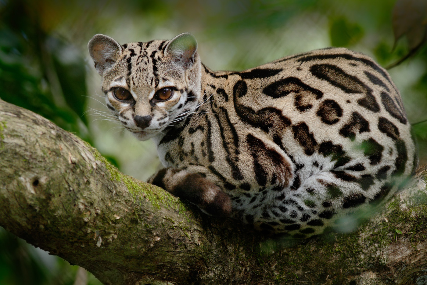 16-Leopardus jacobitus.JPEG