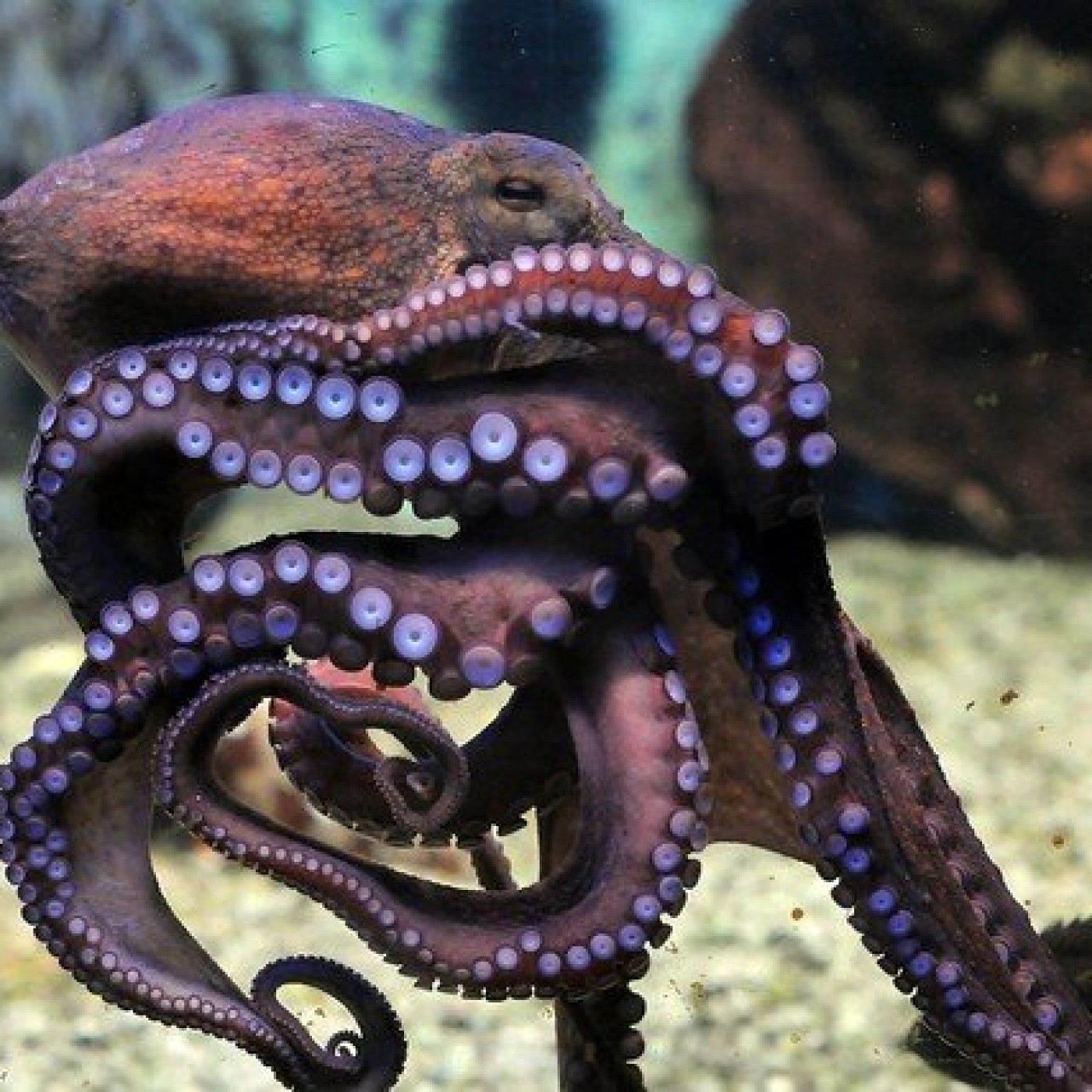 Группе относится осьминог. Осьминог Octopus vulgaris. Октопус вульгарис. Синекольчатый осьминог. Синий кольчатый осьминог.