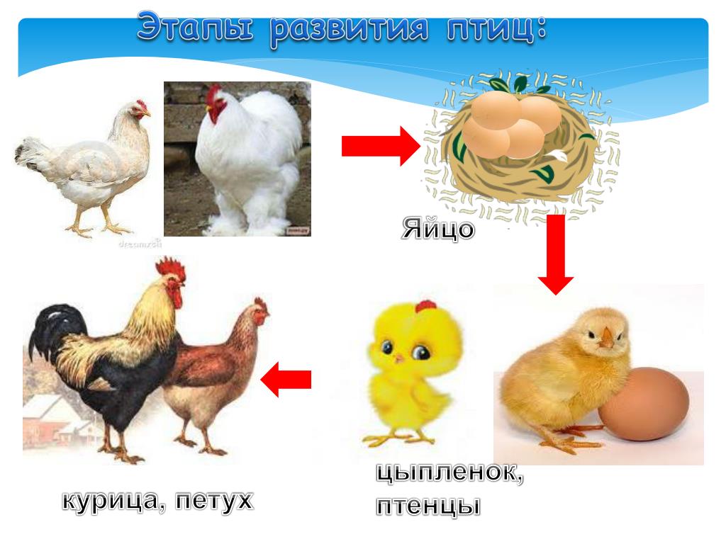 Последовательность развития птицы