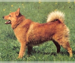 Image of Karelo Finnish Laika breed