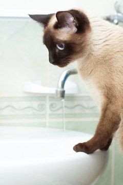 If your cat is constantly seeking out water, he may have an underlying health issue.